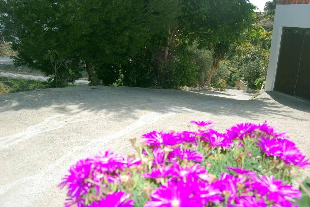 With Swimming Pool And Nature